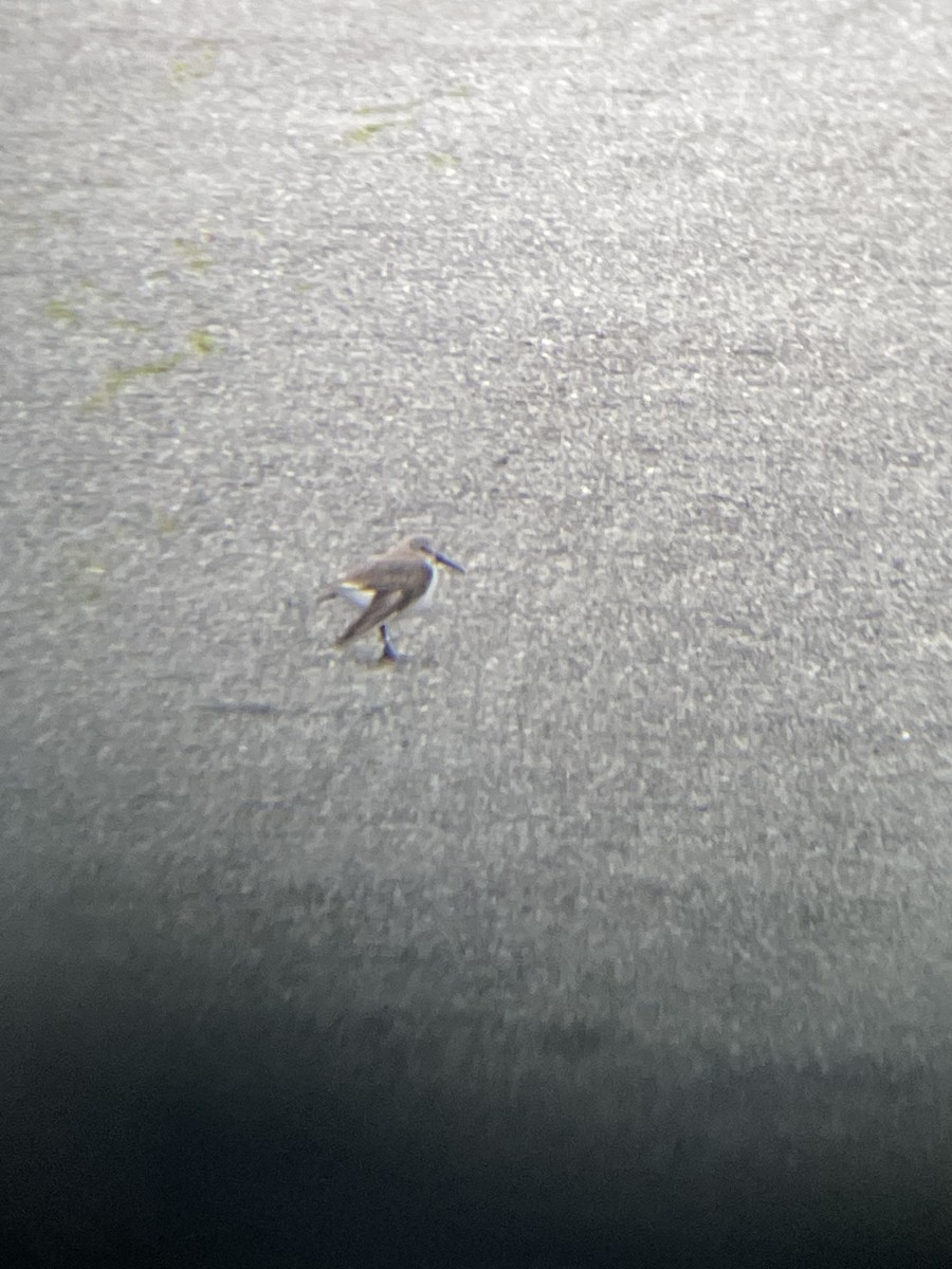 Bécasseau d'Alaska - ML648333845