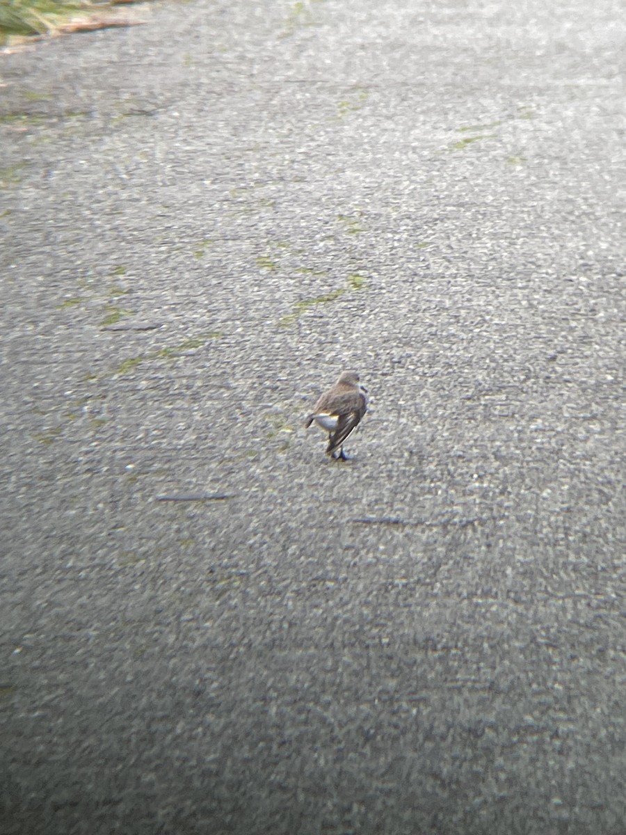 西濱鷸 - ML648333846