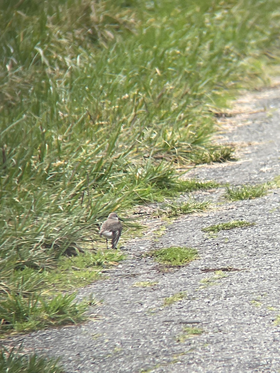 西濱鷸 - ML648333848