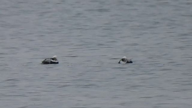 Eisente - ML648333976