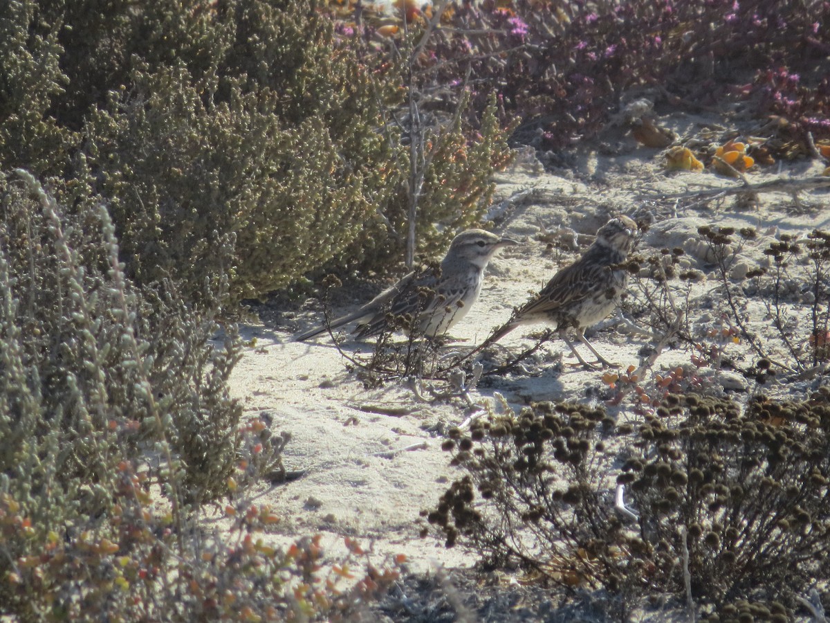 Dune Lark - ML648334130