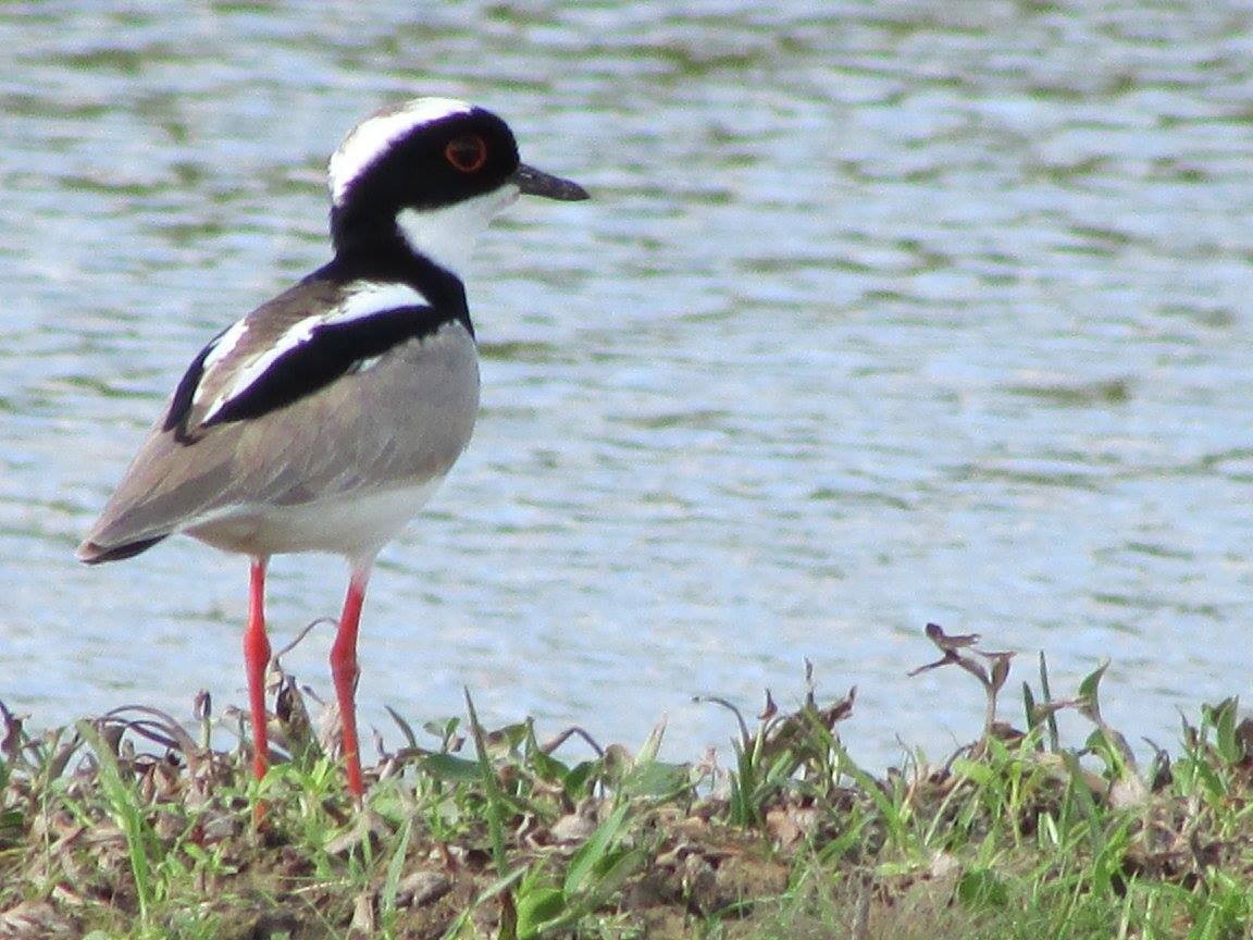 Pied Plover - ML648334142