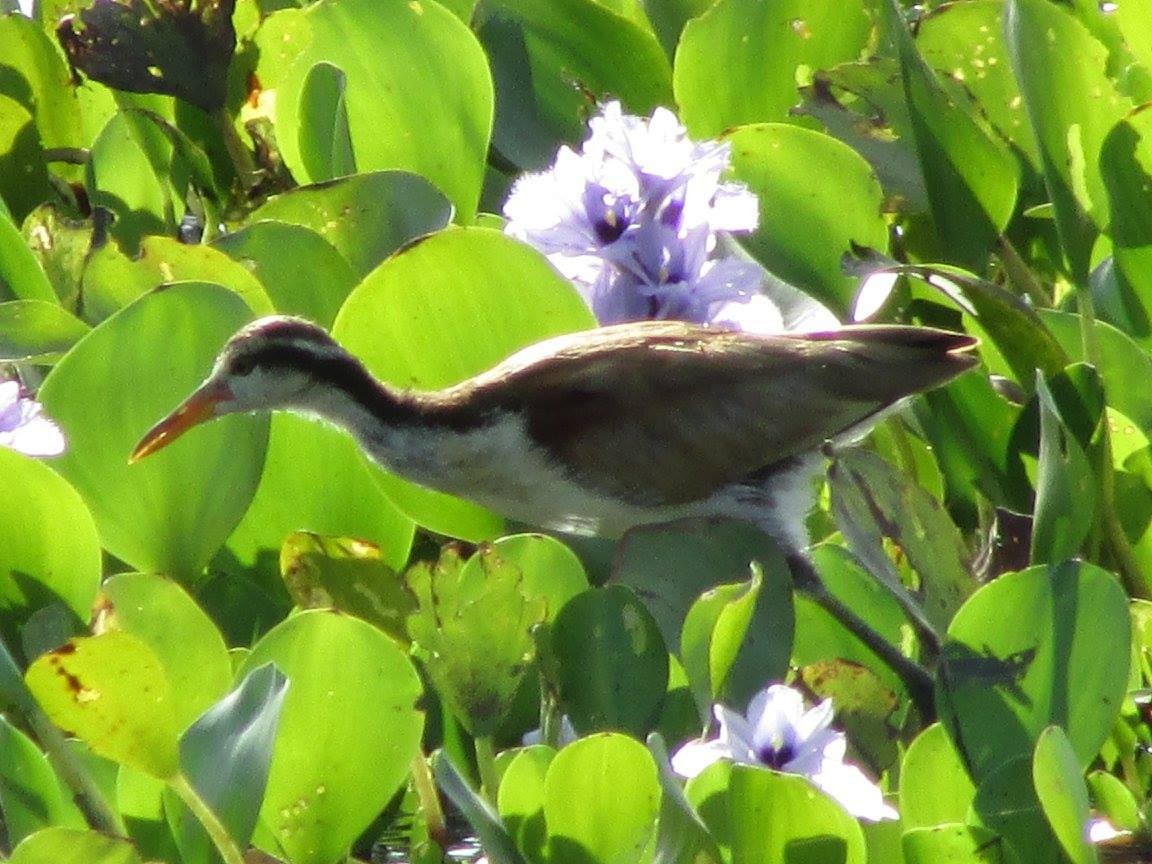 Wattled Jacana - ML648334167