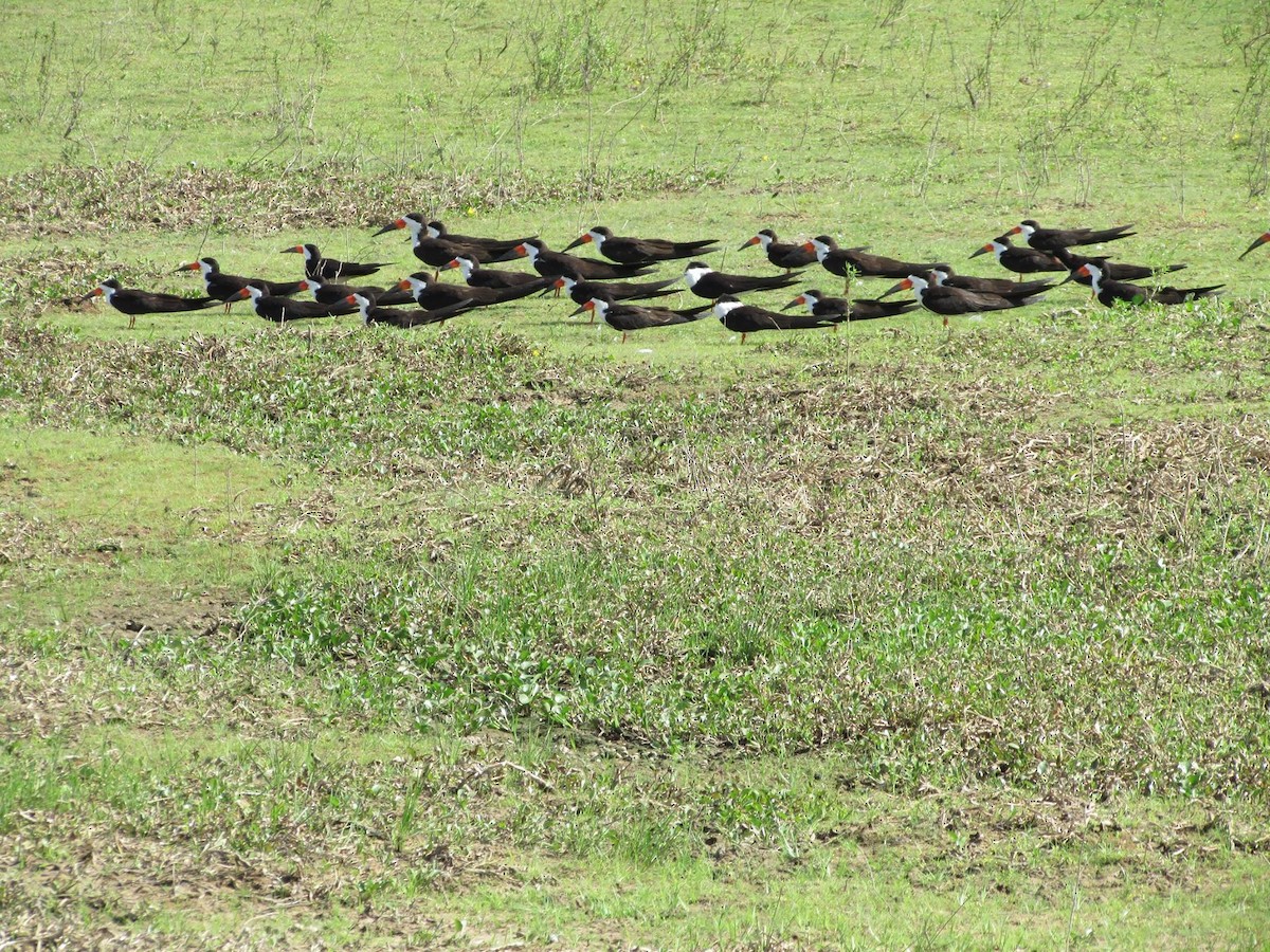 Black Skimmer - ML648334224