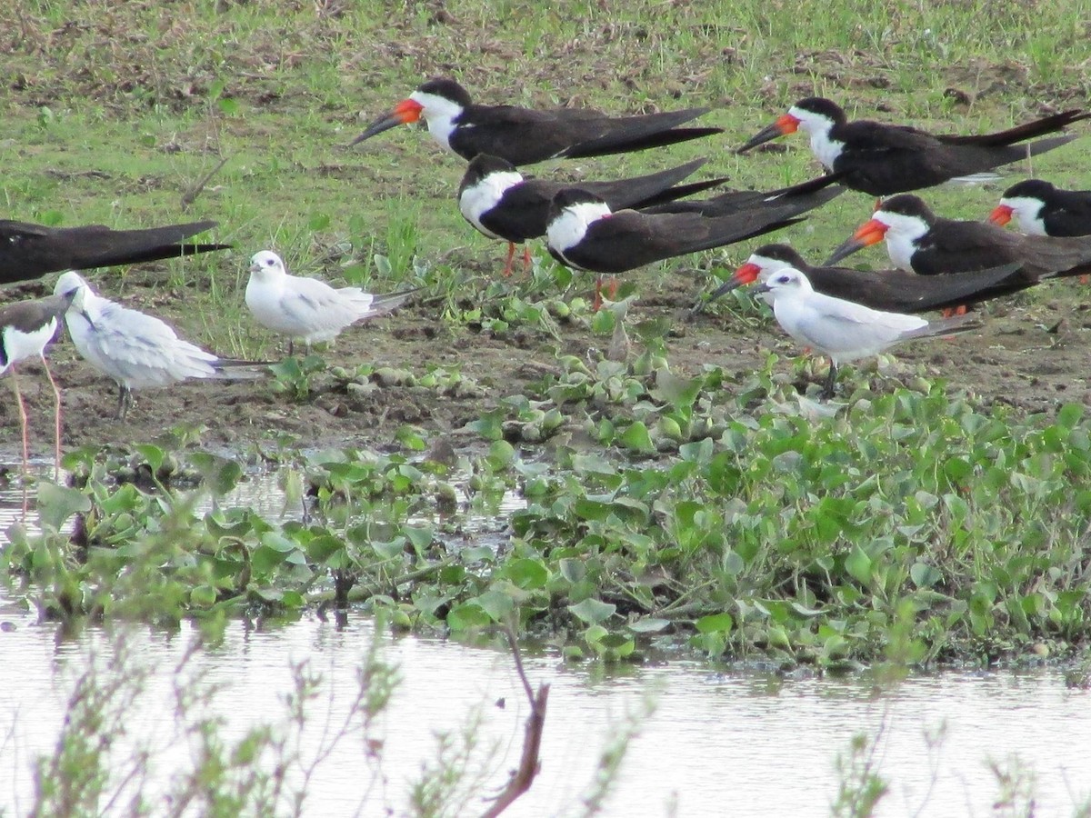 Gull-billed Tern - ML648334251