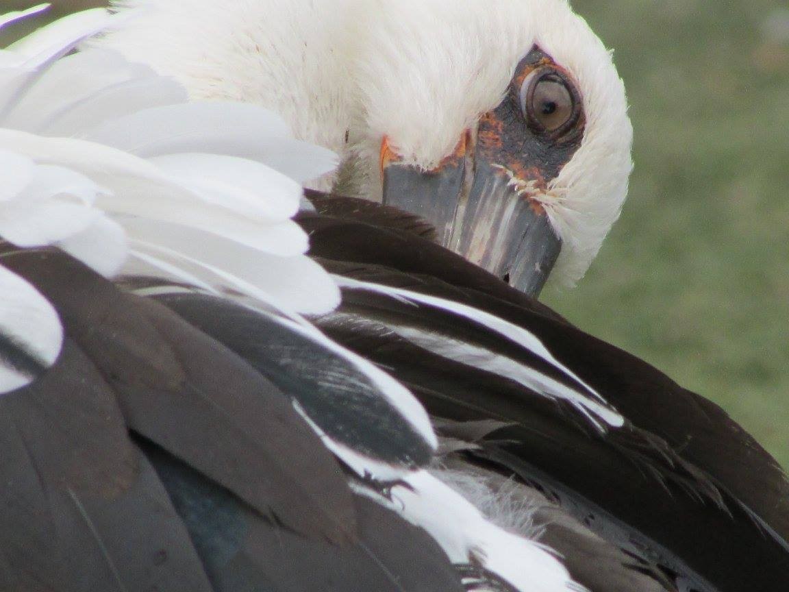 Maguari Stork - ML648334258