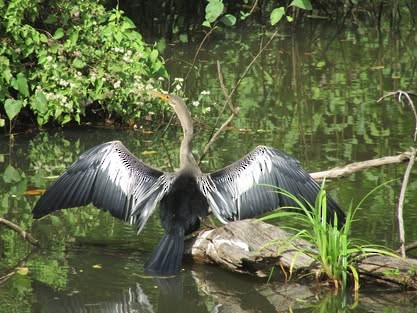 Anhinga - ML648334297