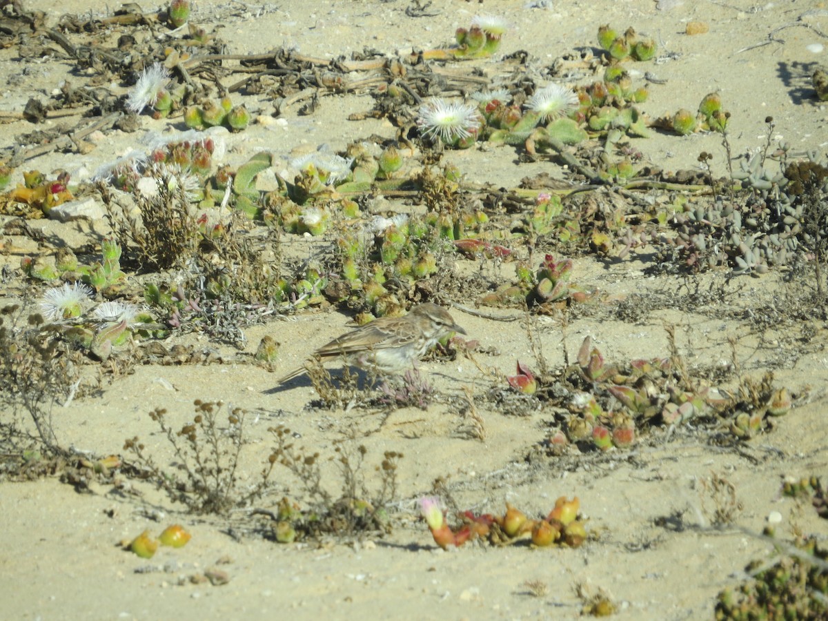 Dune Lark - ML648334303