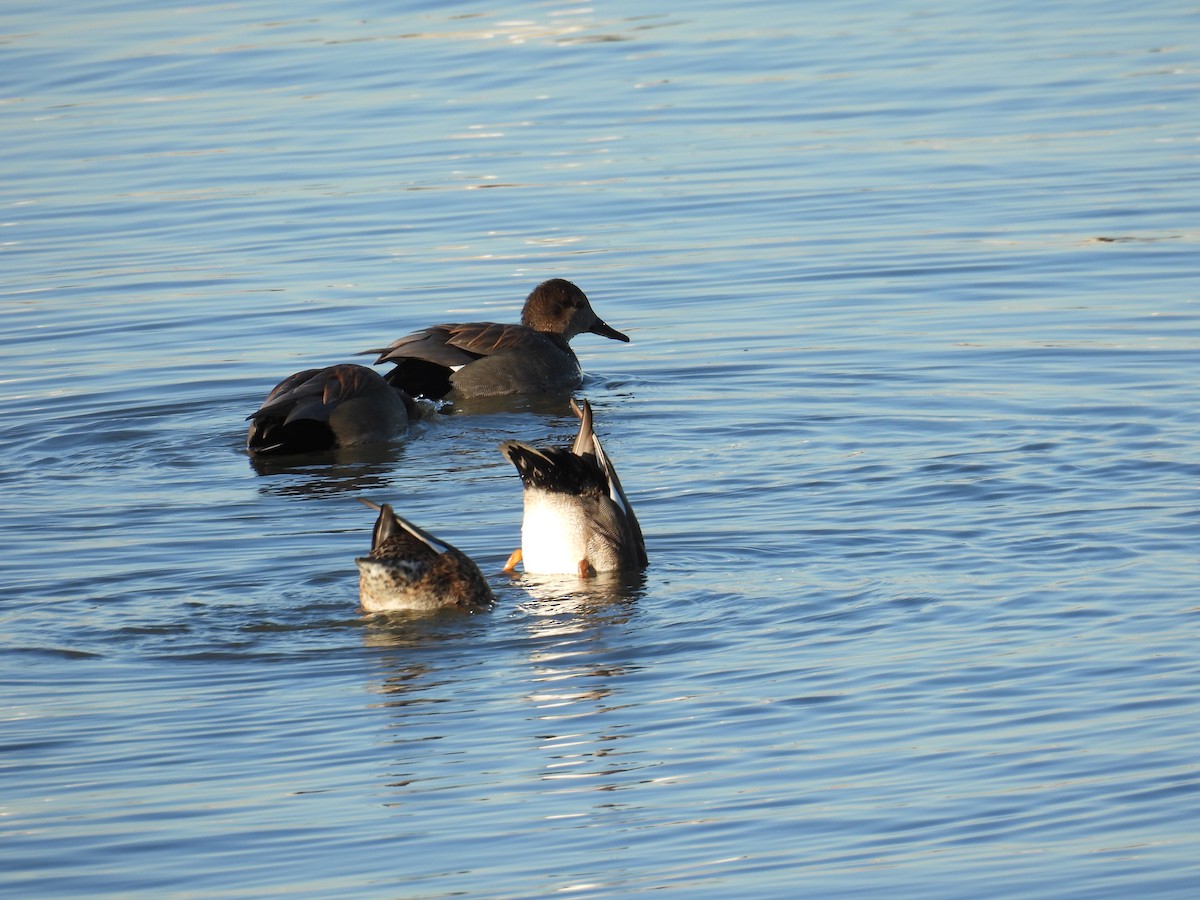 赤膀鴨 - ML648334324