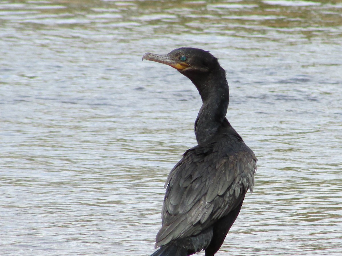 Neotropic Cormorant - ML648334327