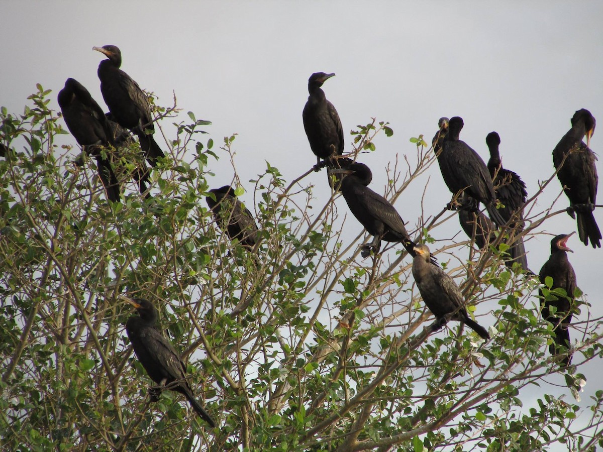 Neotropic Cormorant - ML648334328