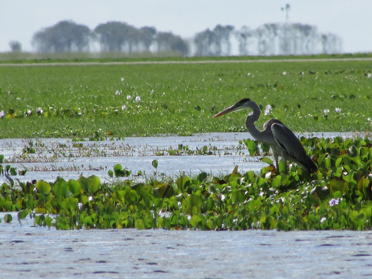 Cocoi Heron - ML648334358