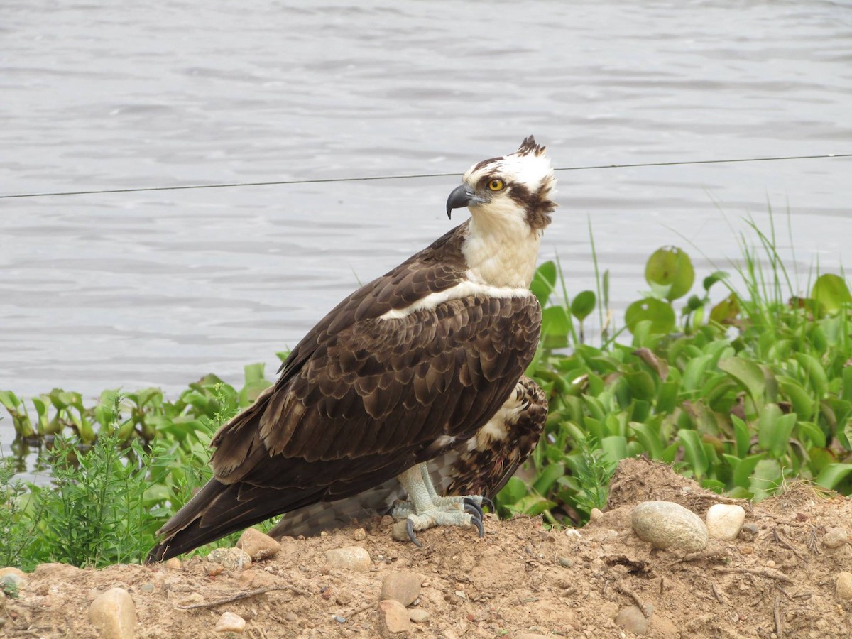 Osprey - ML648334375