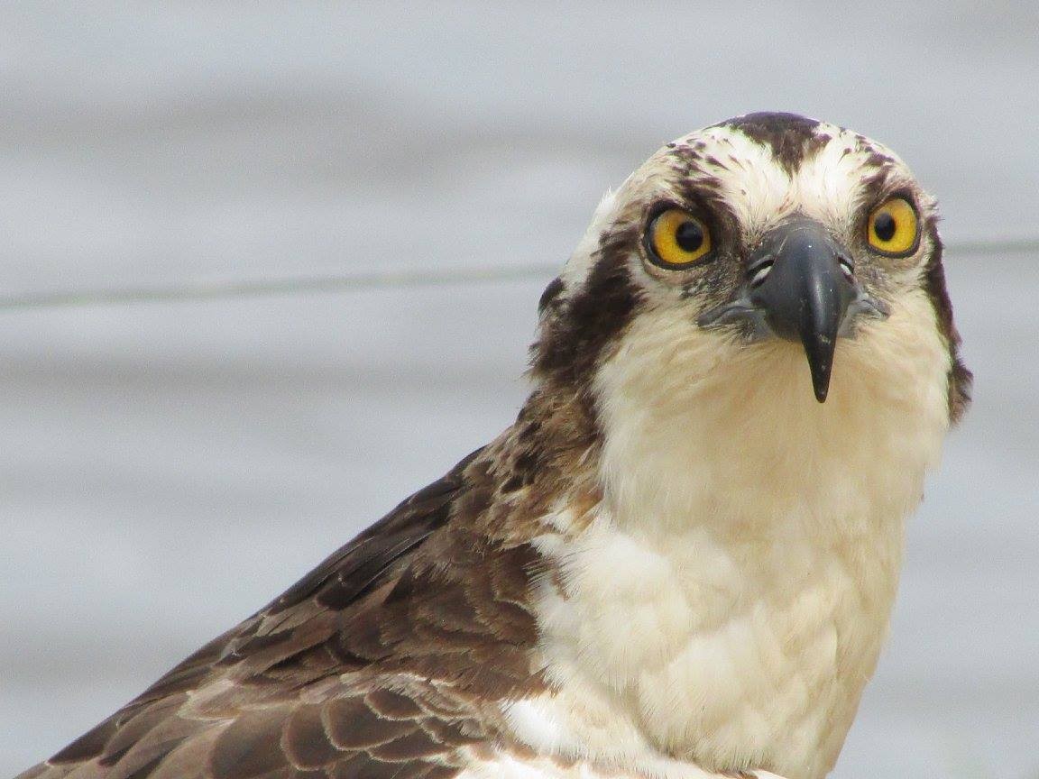 Osprey - ML648334376