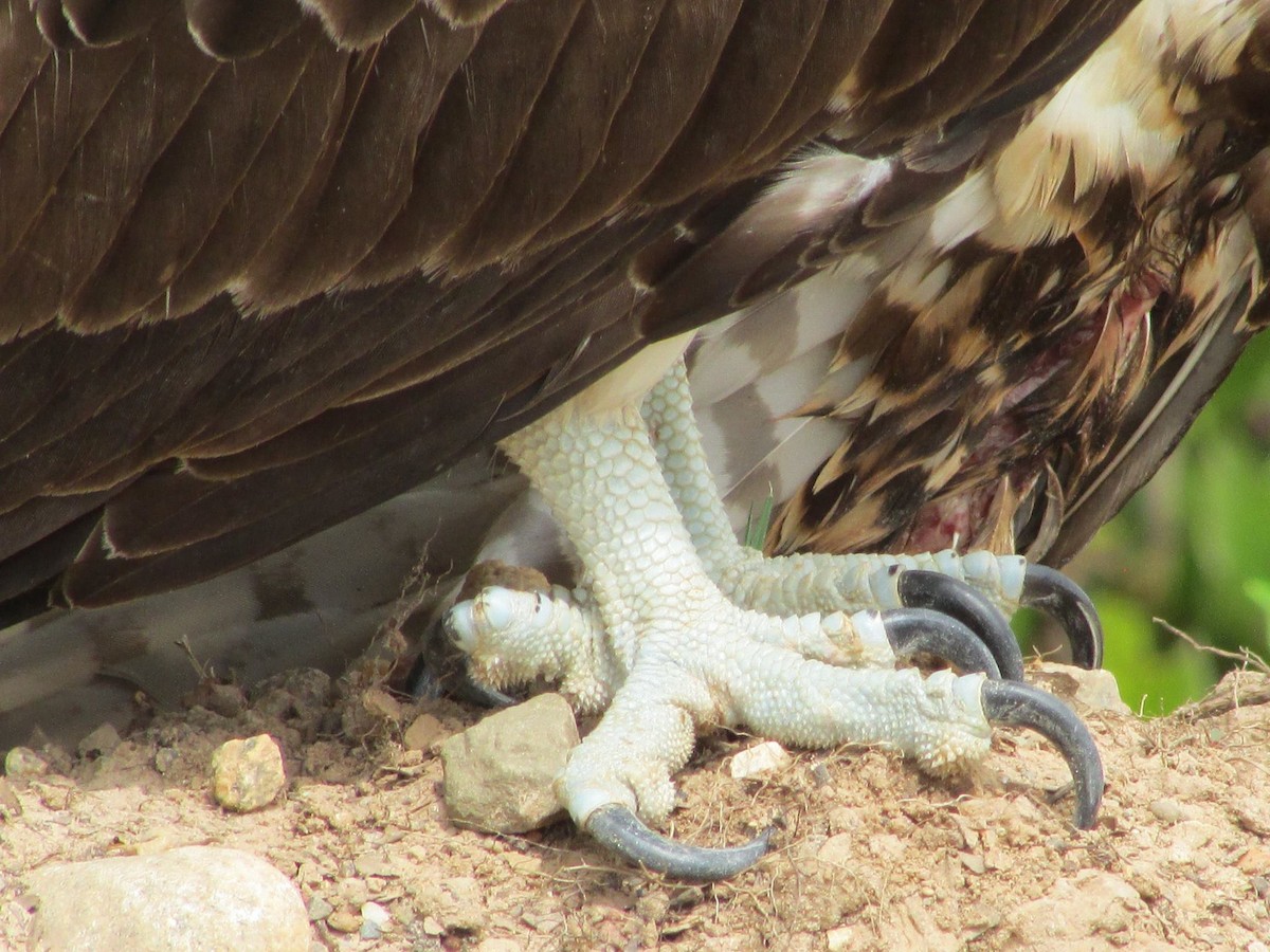 Osprey - ML648334415