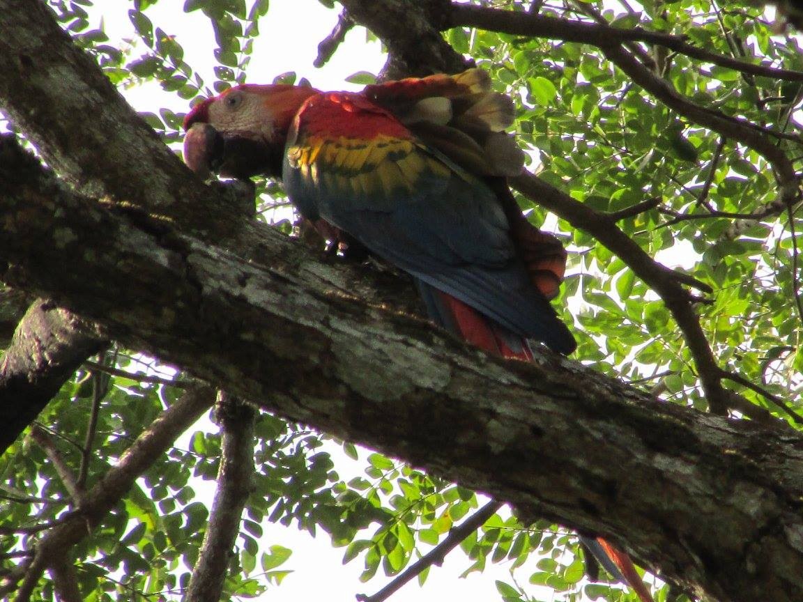 Scarlet Macaw - ML648334441