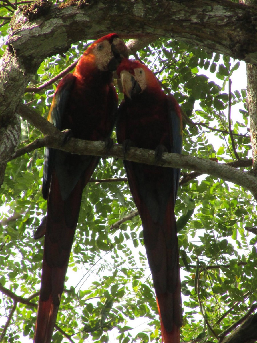 Scarlet Macaw - ML648334442