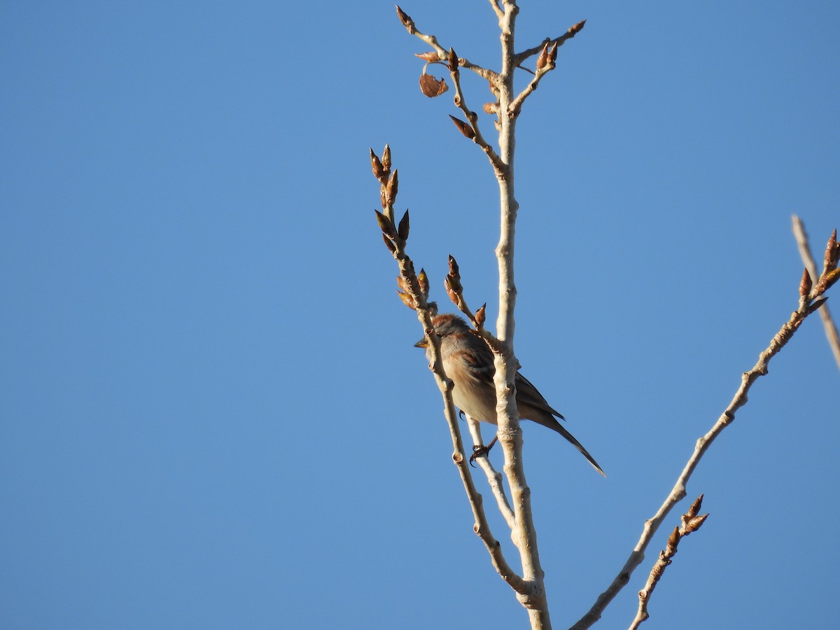 American Tree Sparrow - ML648334454