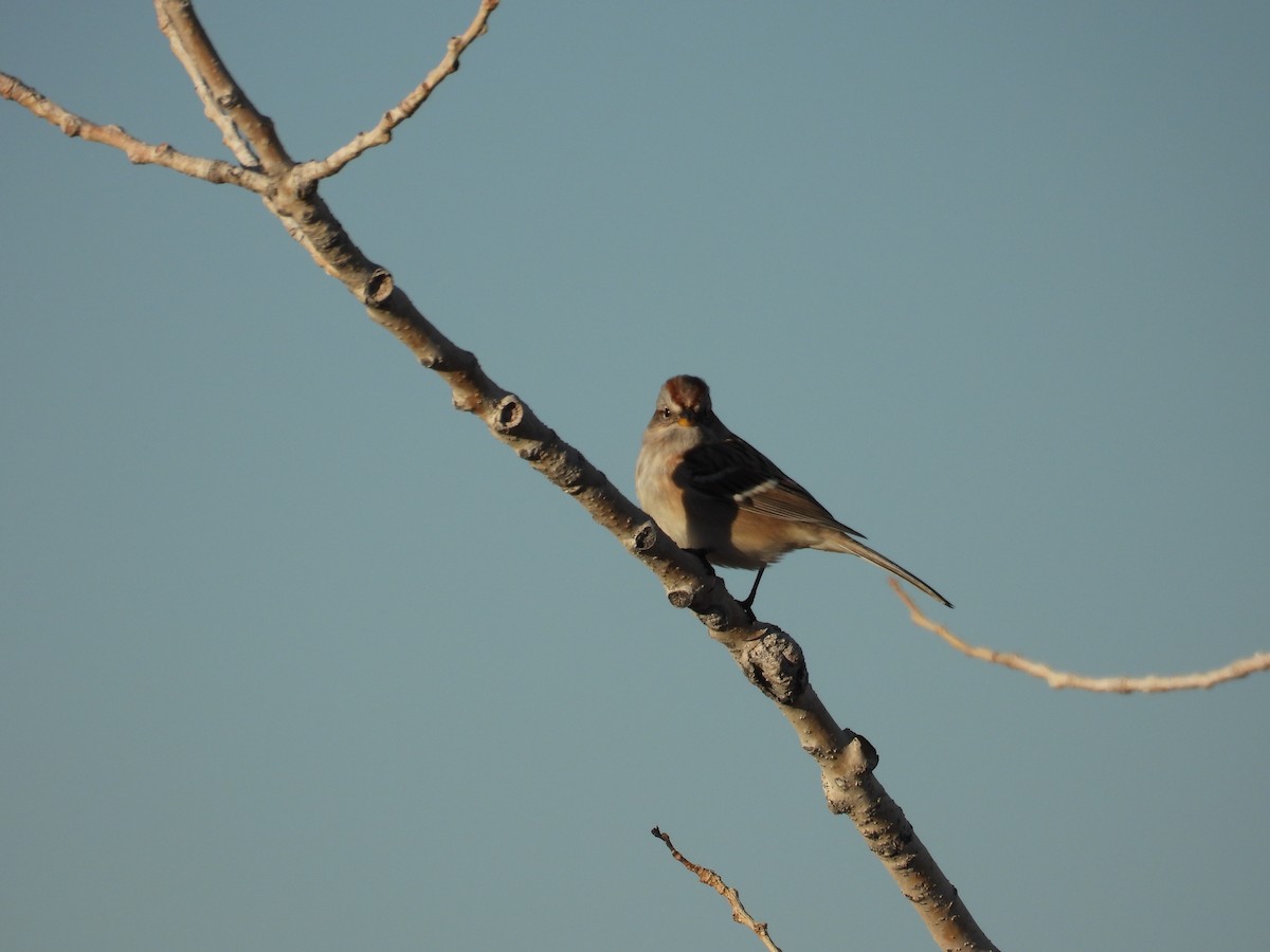 American Tree Sparrow - ML648334528