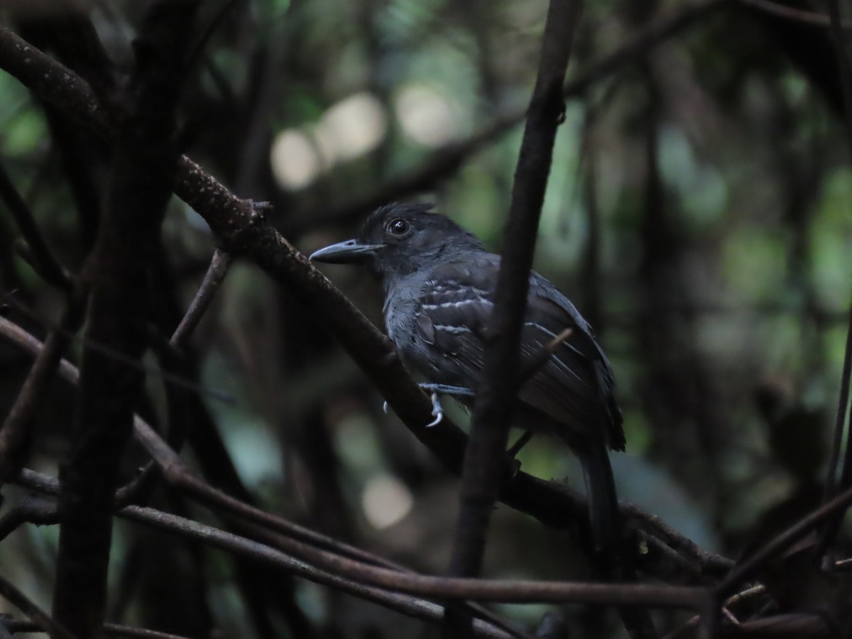 Серо-чёрный колючник - ML648334534