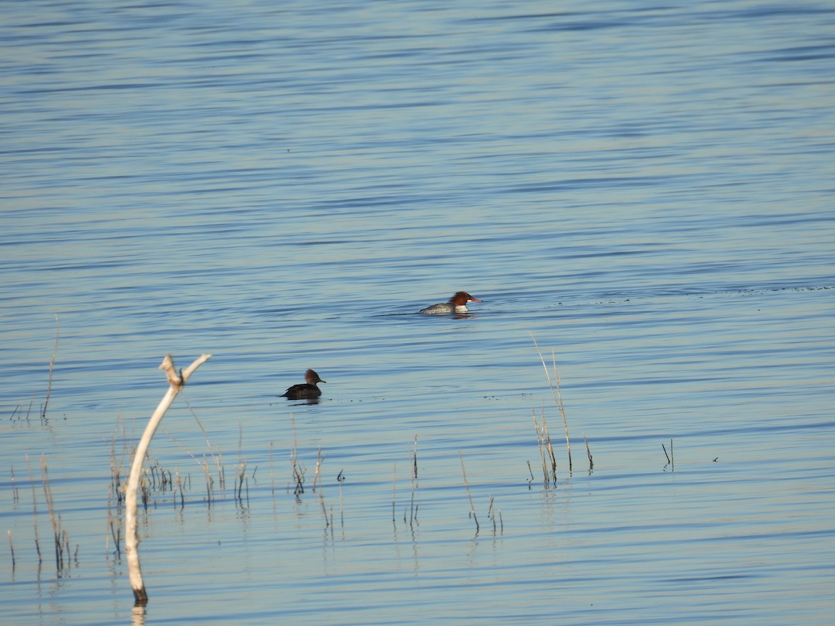 川秋沙 - ML648334639