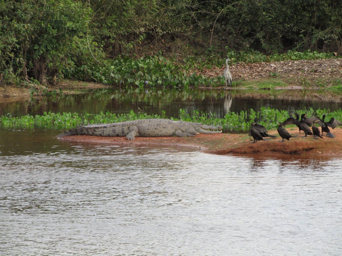 Animals - ML648334727