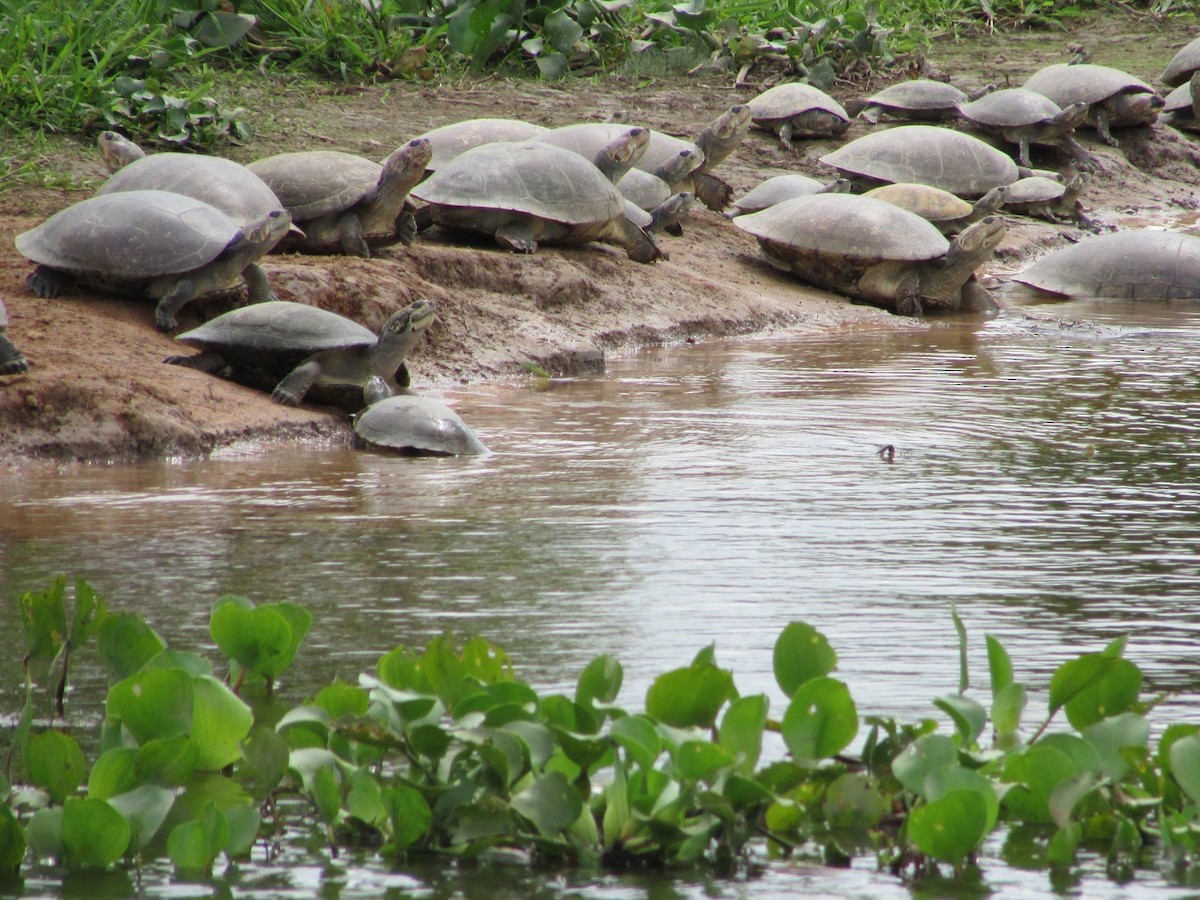 Animals - ML648334728