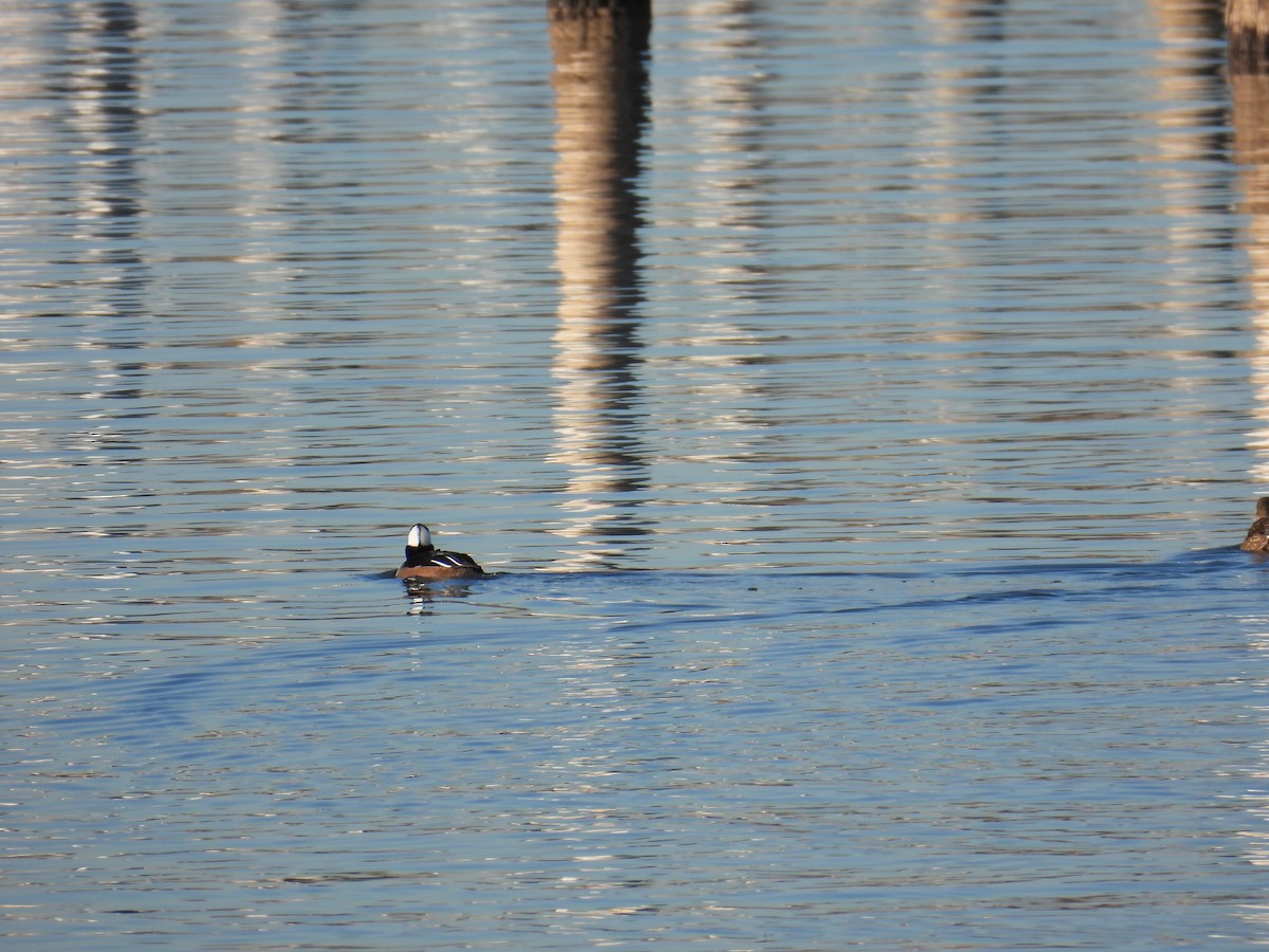 Hooded Merganser - ML648334733