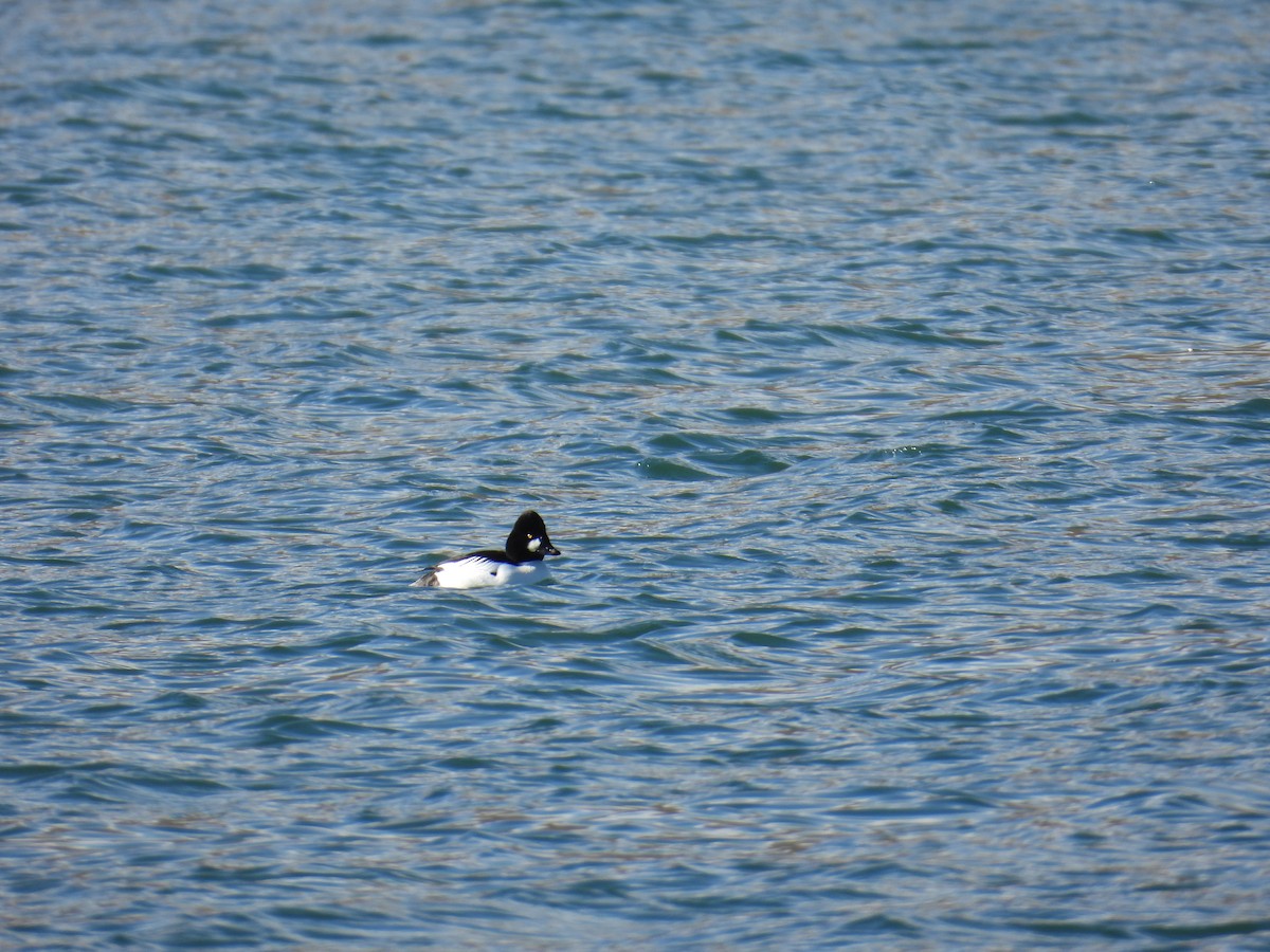 鵲鴨 - ML648334889