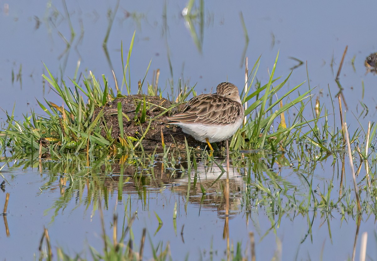 Least Sandpiper - ML648335053