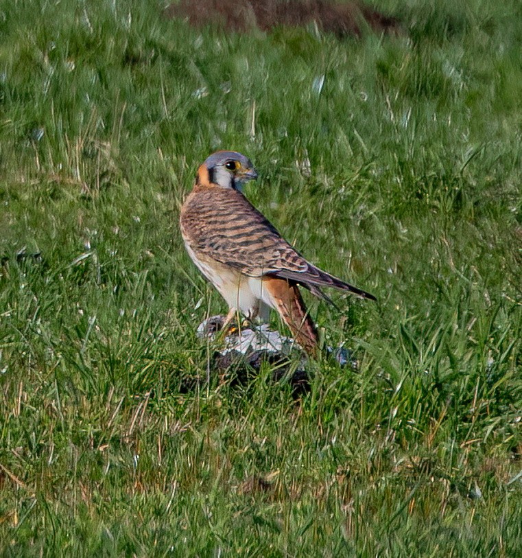 American Kestrel - ML648335066