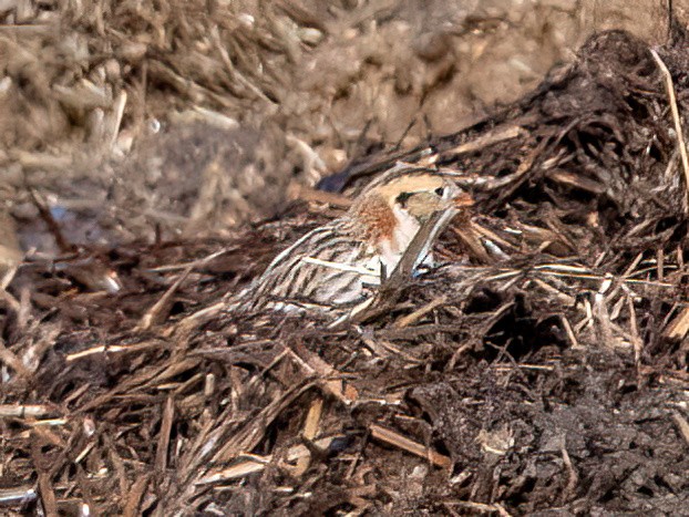 鐵爪鵐 - ML648335101