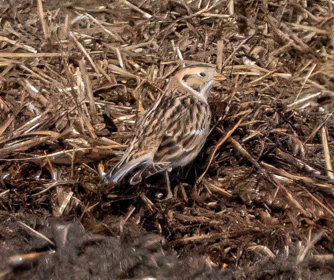 鐵爪鵐 - ML648335102