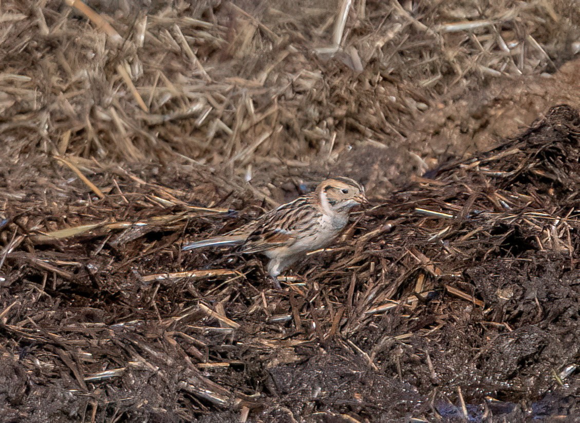 鐵爪鵐 - ML648335103