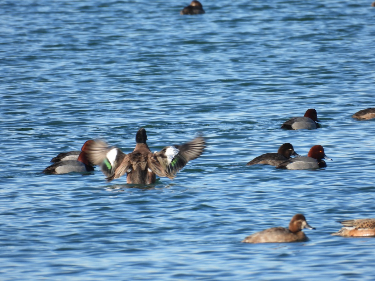 葡萄胸鴨 - ML648335104
