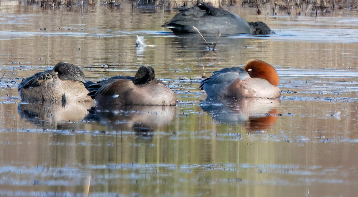 赤頸鴨 - ML648335136