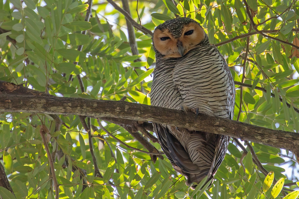 Пагодная неясыть - ML648335529