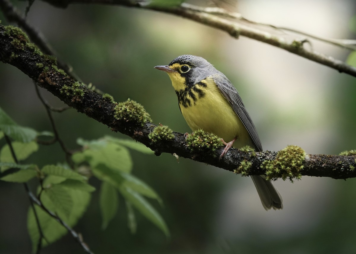 クロボシアメリカムシクイ - ML648336871