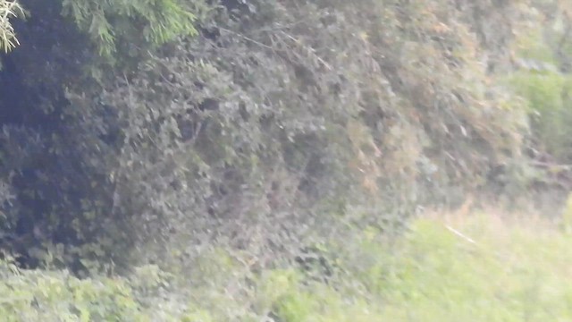 japanparadismonark - ML648336920