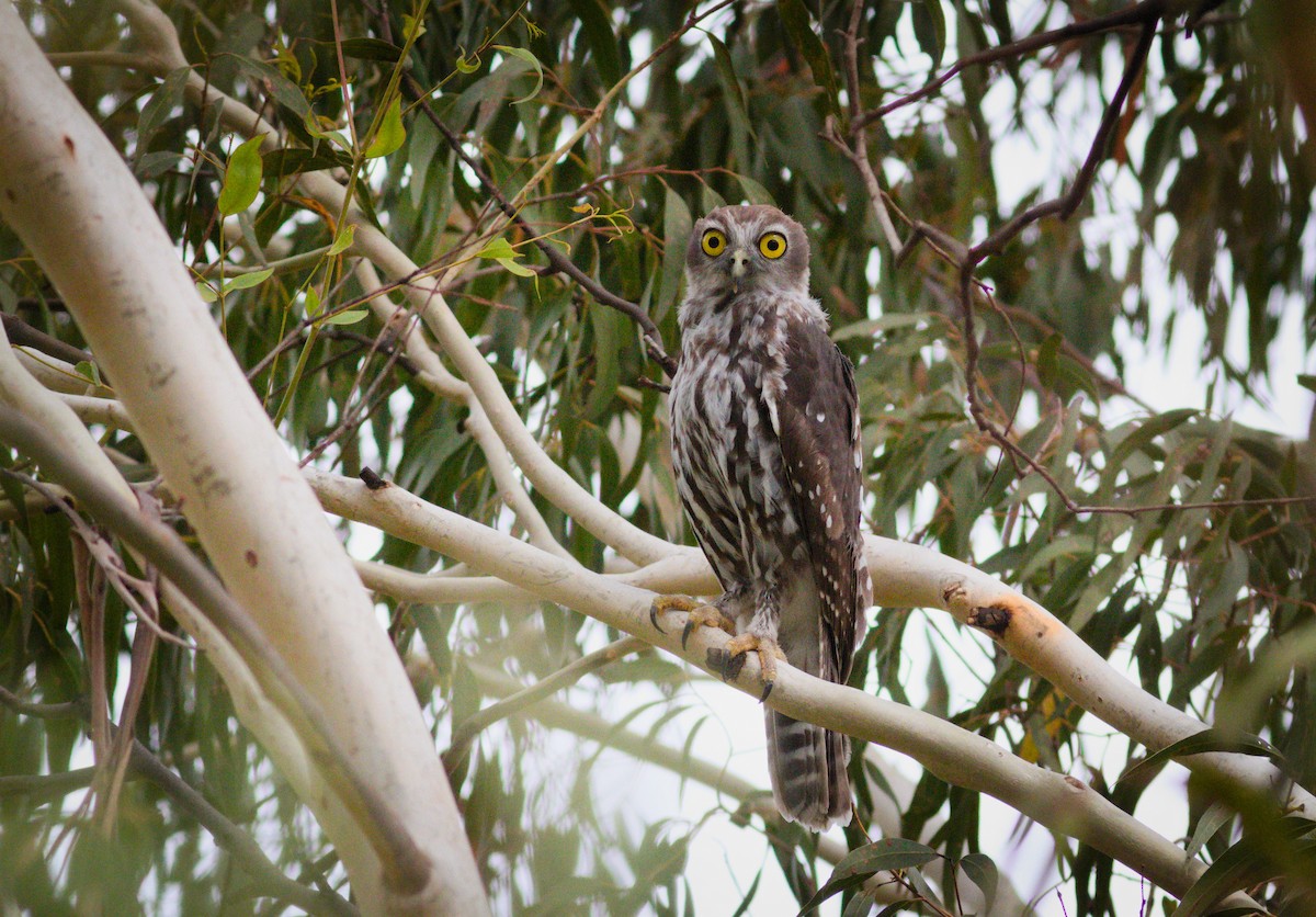 Barking Owl - ML648337502