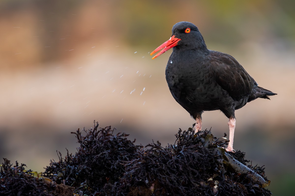 Klippenausternfischer - ML648337556