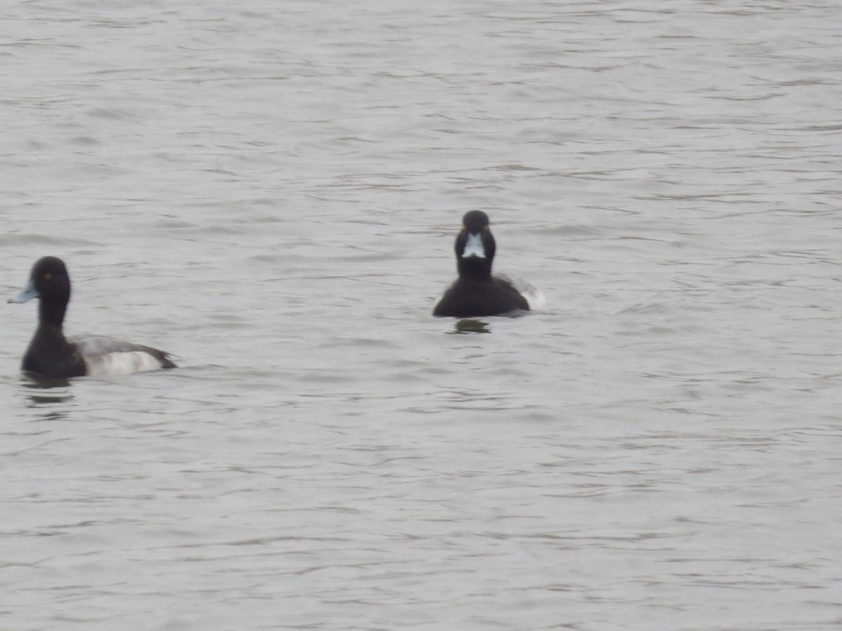 bergand - ML648338053