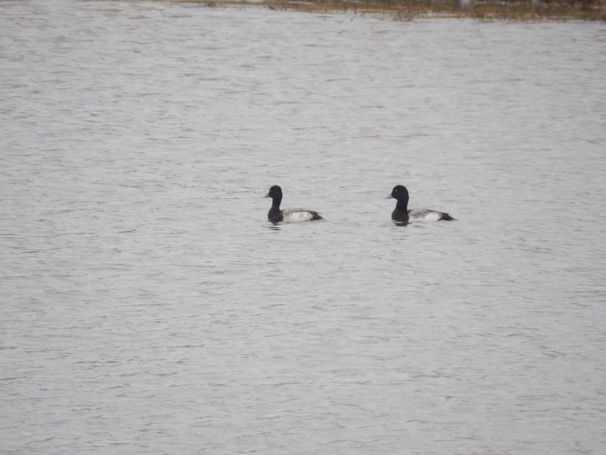 bergand - ML648338058