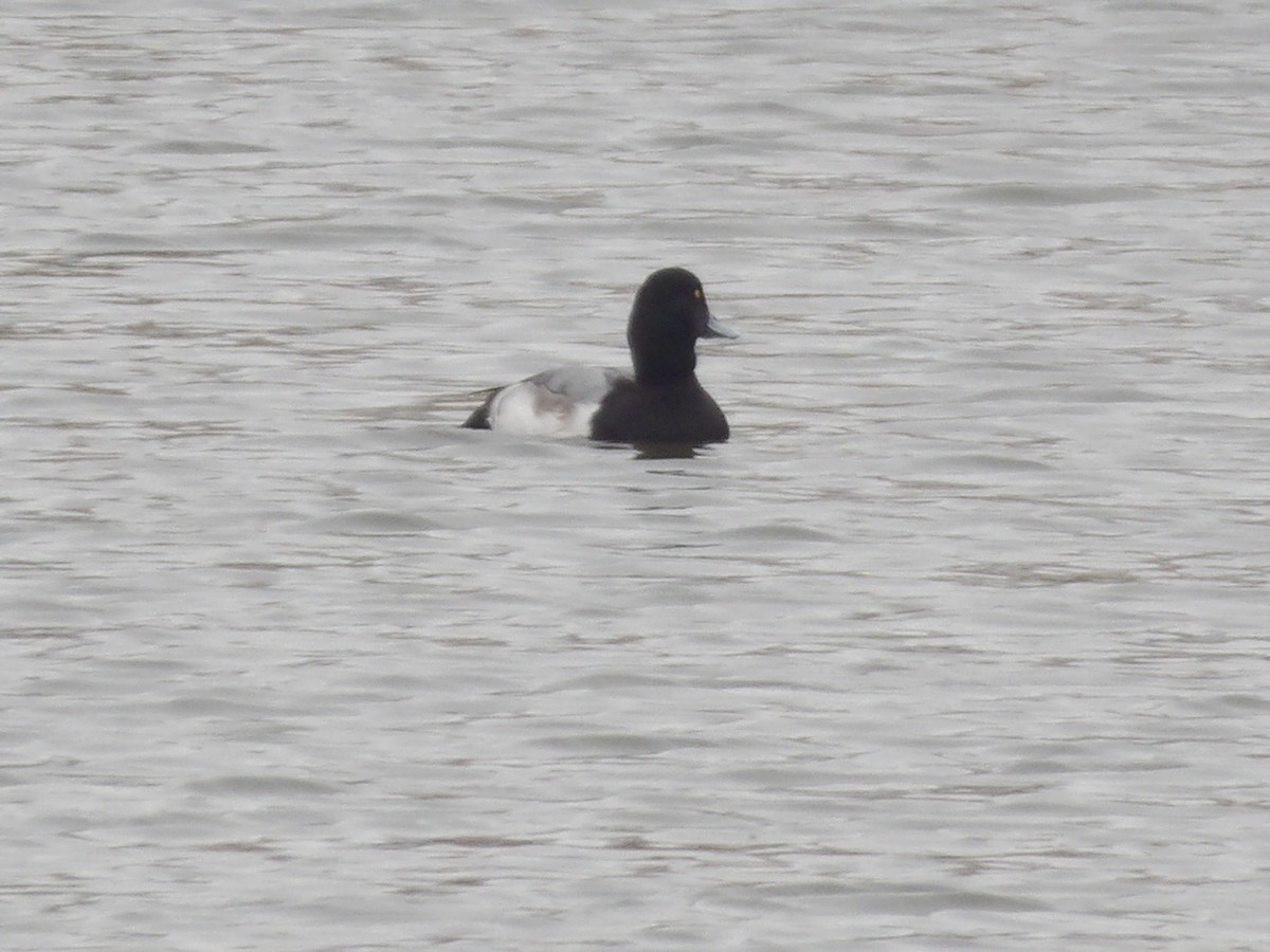 bergand - ML648338061