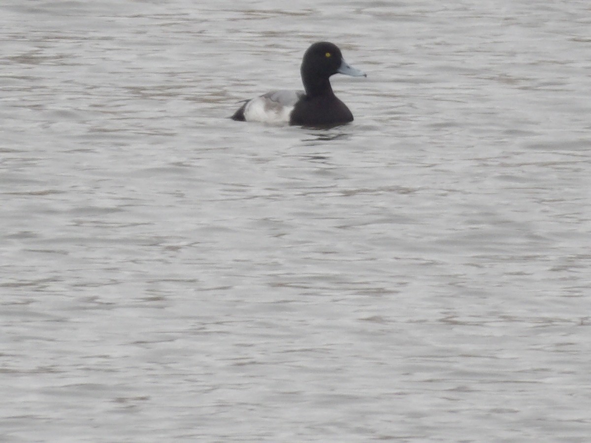 bergand - ML648338062