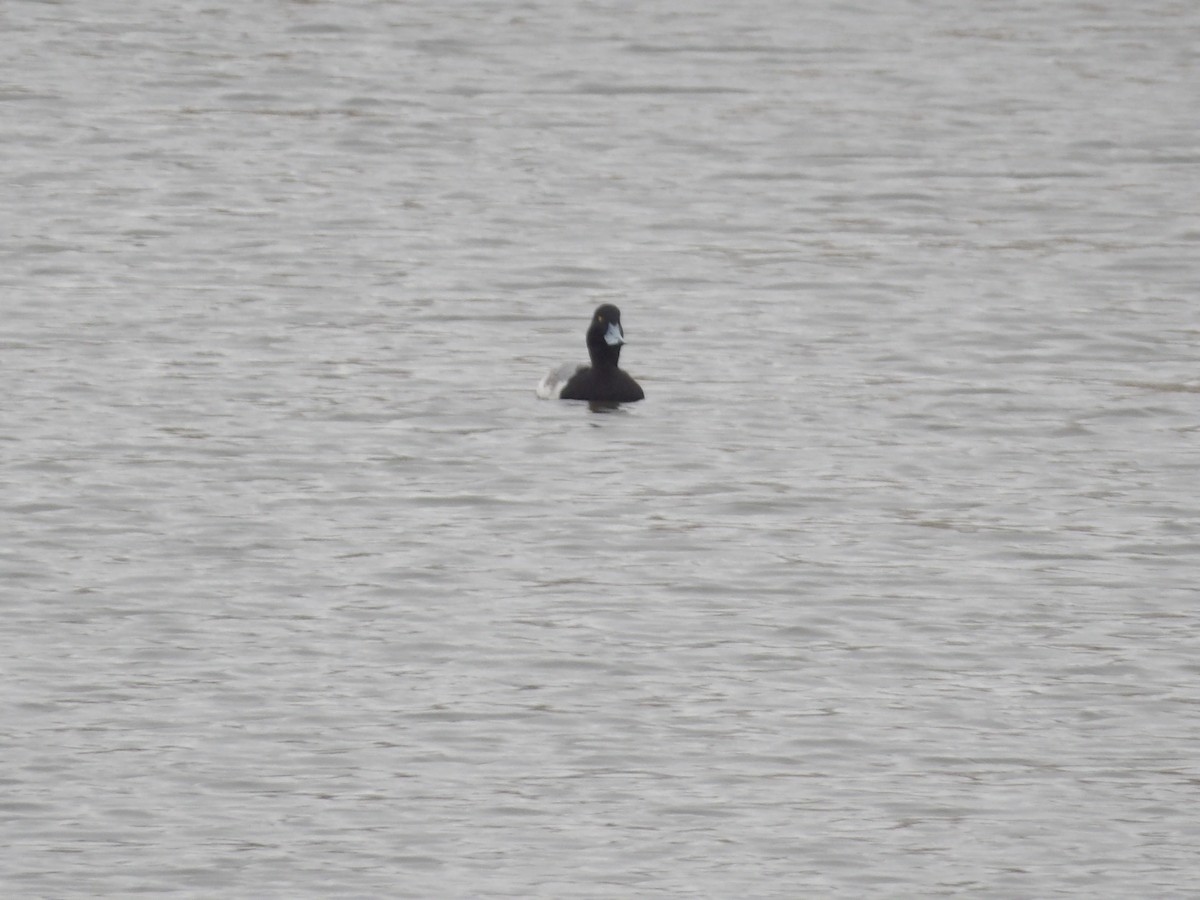 bergand - ML648338063