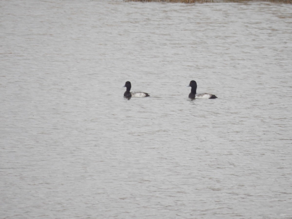 bergand - ML648338064