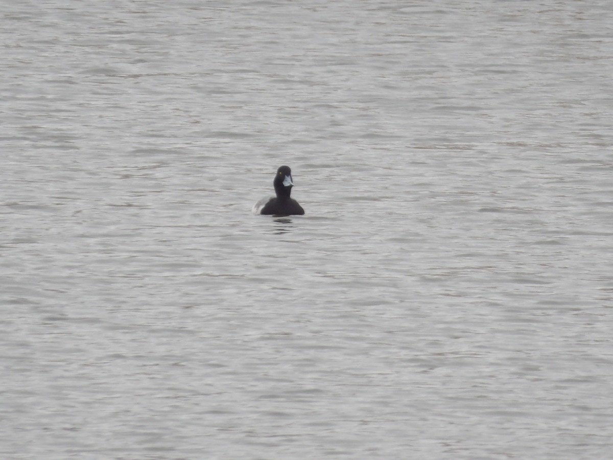 bergand - ML648338065