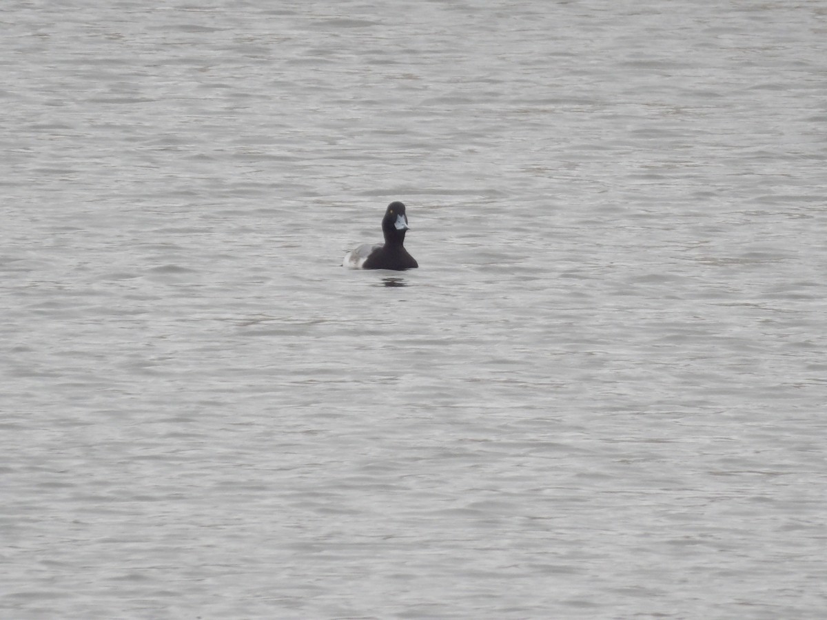 bergand - ML648338066