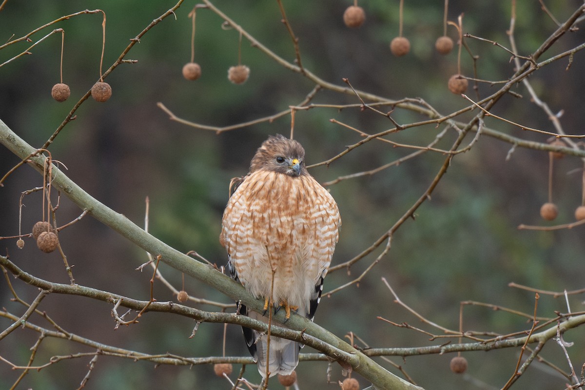 Red-shouldered Hawk - ML648338232